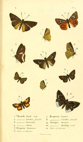 File:Boisduval1833FaunEntMadagascarLepidPlate9.jpg