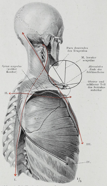 File:Braus 1921 146.png