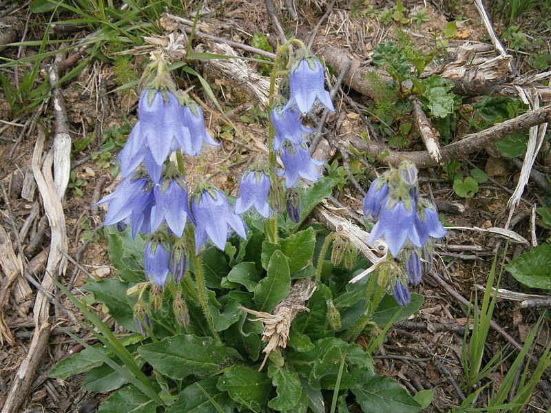 File:Campanula barbata3.jpg