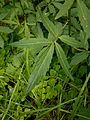 Cardamine bulbifera