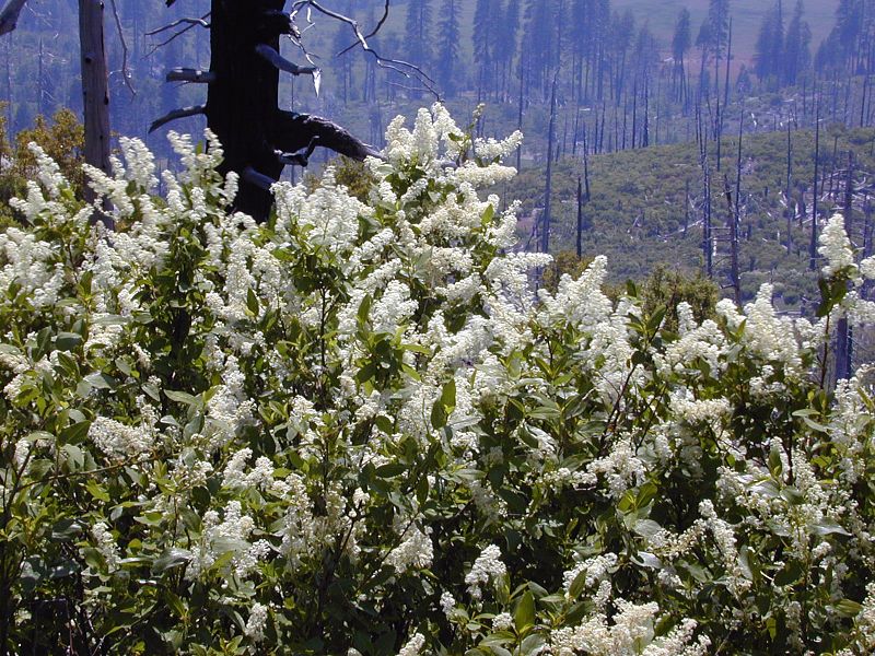 File:Ceanothus integerrimus 04.jpg