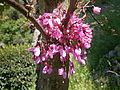 Cercis siliquastrum flowering close-up