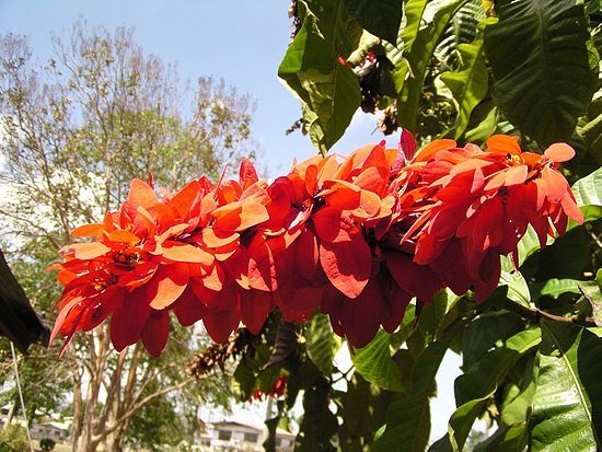 Warszewiczia coccinea, "Double Chaconia" cultivar. University of the West Indies, St. Augustine Campus, Trinidad and Tobago. April 25, 2005