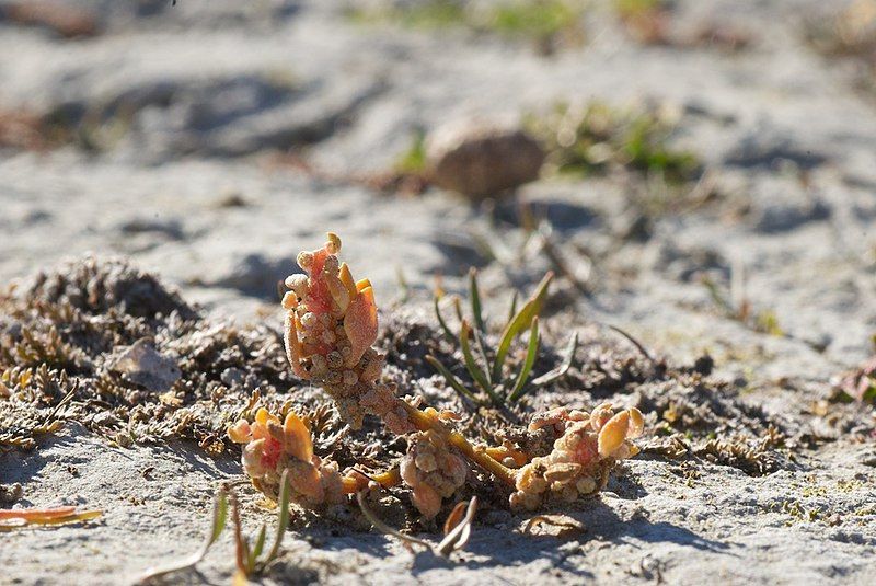 File:Chenopodium detestans 1179414.jpg