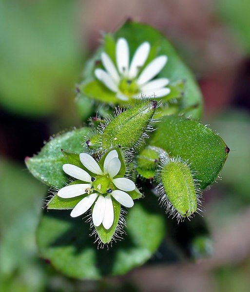 File:Chickweed (aka).jpg