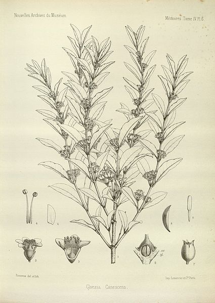 File:Cloezia artensis.jpg