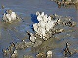 Cluster of oysters