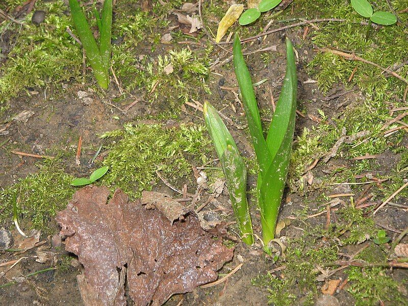 File:Colchicum autumnale leaves2.jpg