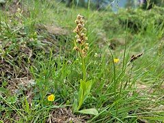 Dactylorhiza viridis