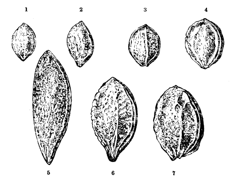 File:Darwin Domestic 143.png