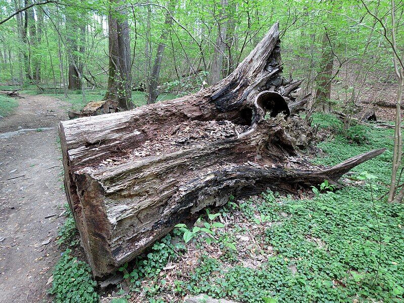 File:Decaying Wood (48377392876).jpg