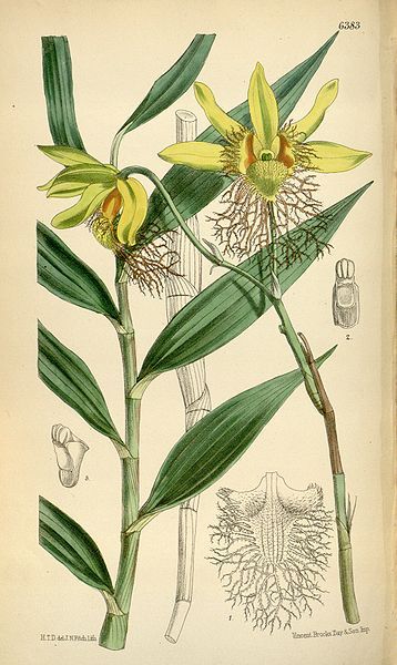 File:Dendrobium brymerianum.jpg