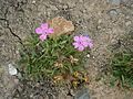 Dianthus glacialis