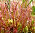 Great sundew.