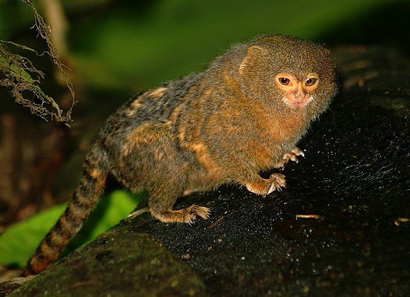 File:Dværgsilkeabe Callithrix pygmaea.jpg