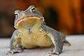 Front view of Eastern American toad