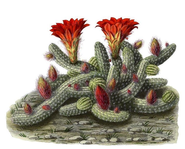 File:Echinopsis chamaecereus BlKakteenT168.jpg