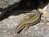 A lizard, Podarcis muralis