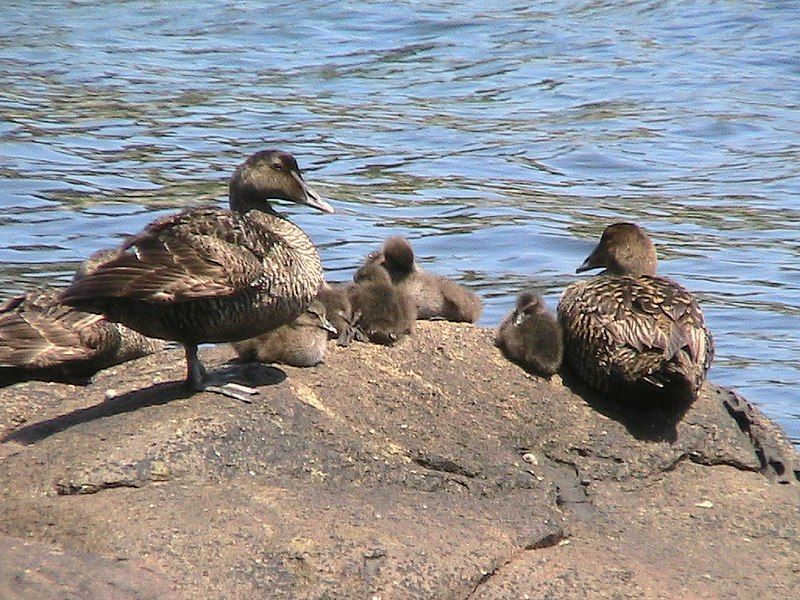 File:EiderCreche.jpg