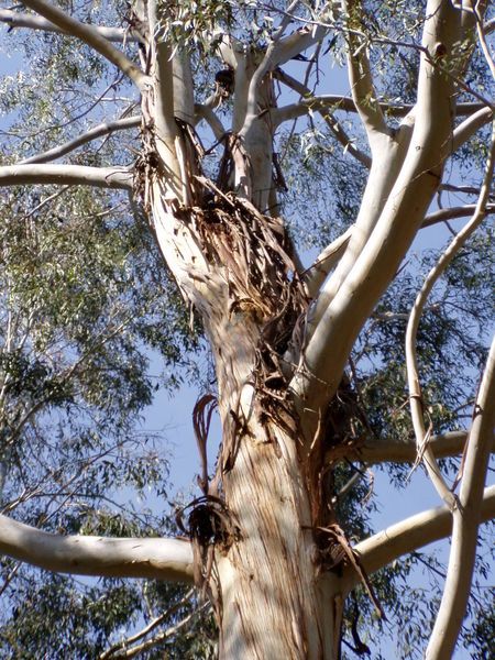 File:Eucalyptus benthamii 02.jpg