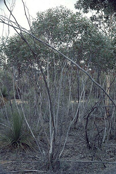 File:Eucalyptus exilis.jpg