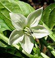 Flowers of the Fresno Chile pepper are white, with black pollen