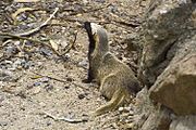 Brown and black mustelid on rocks