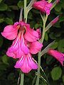 Gladiolus × byzantinus close-up