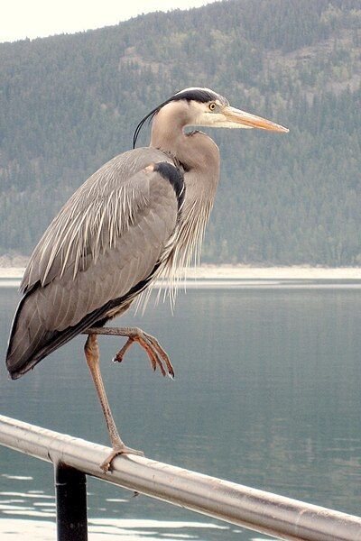 File:Great Blue Heron-Alberta-20070430.jpg