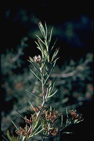 File:Hakea circumalata.jpg