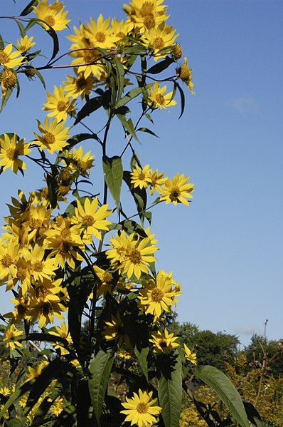 File:Helianthus grosseserratus.jpg