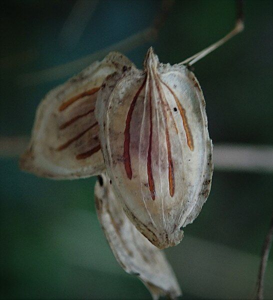 File:Heracleum sphondylium fruit.jpg