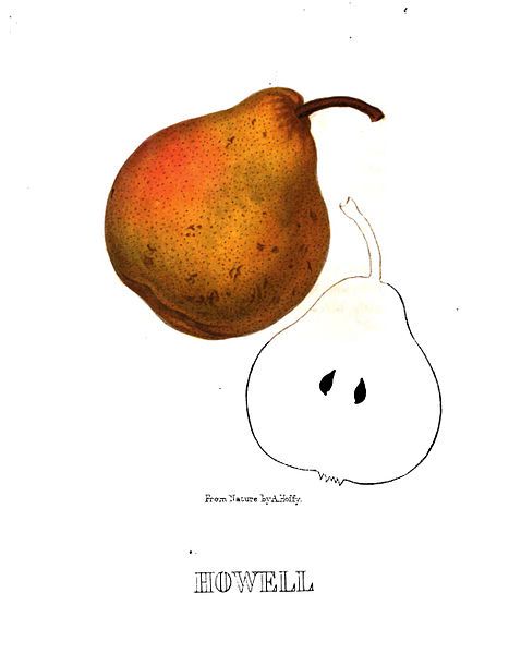 File:Hoffy Howell-pear-1860.jpg