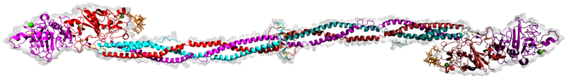 File:Human fibrinogen 3GHG.png