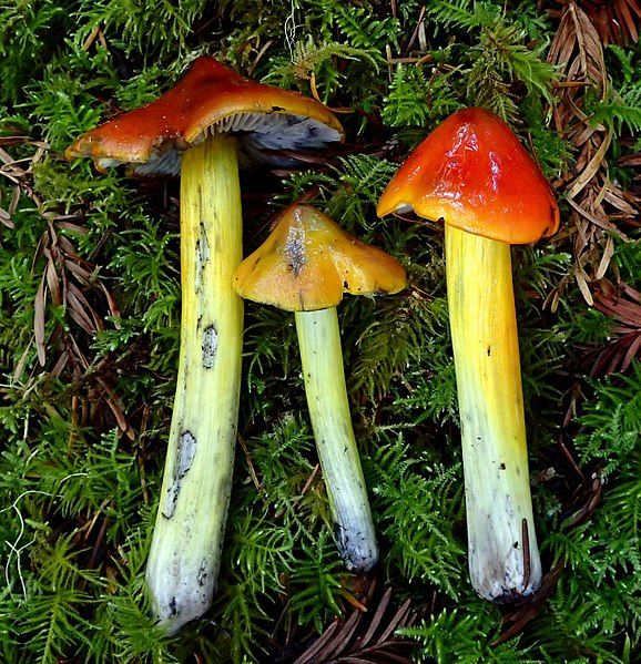 File:Hygrocybe singeri 702440.jpg