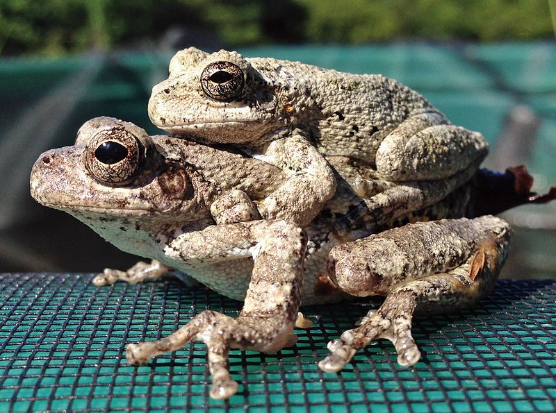 File:Hyla chrysoscelis amplexus.jpg