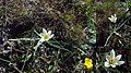 Ipheion vittatum