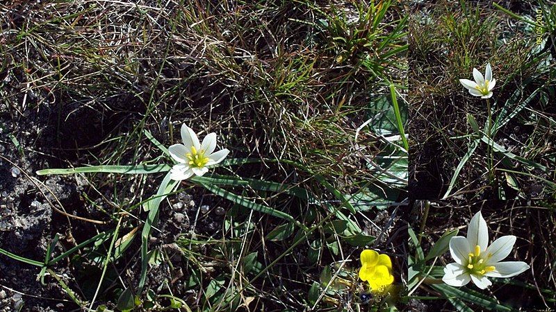 File:Ipheion vittatum.jpg