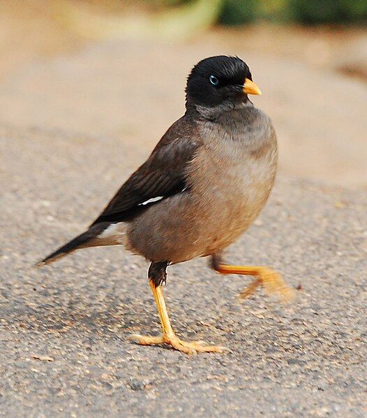 File:Jungle myna.jpg