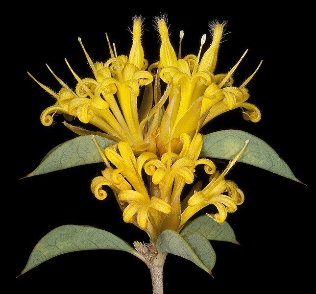 File:Lambertia ilicifolia (8691942819).jpg