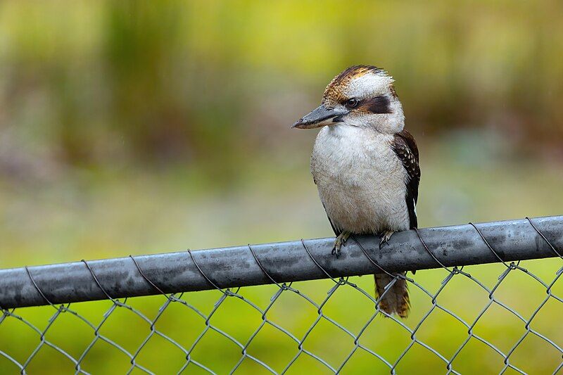 File:Laughing Kookaburra 0A2A5121.jpg