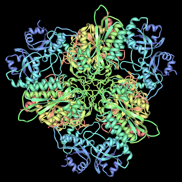 File:Leucine-aminopeptidase-pdb-1LAP..png