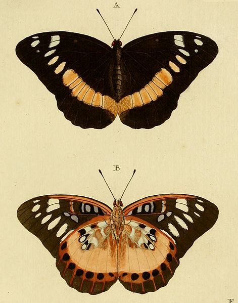 File:Lexias aeropa.jpg