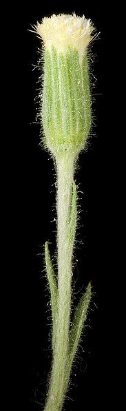 File:Millotia tenuifolia (8730694150).jpg