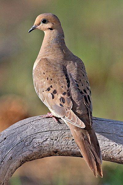 File:Mourning Dove 2006.jpg