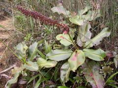 Plant in flower