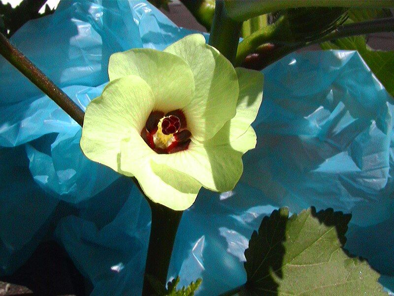 File:Okra6petals058.jpg