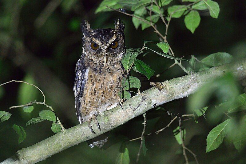 File:Palawan Scops Owl.jpg