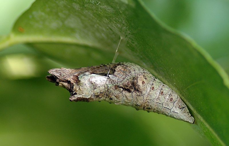 File:Papilio cresphontes chrysalis.JPG