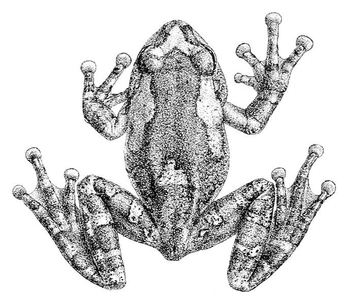 File:Philautus jerdonii.jpg